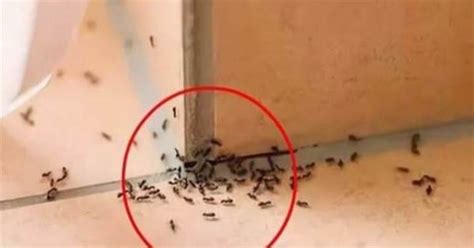 中國地理口訣 家裡突然出現很多螞蟻預示什麼